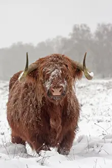 Witte: Zebu