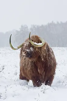 Witte: Zebu