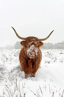 Indicus: Zebu