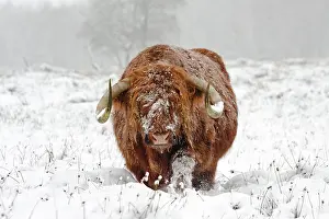 Indicus: Zebu