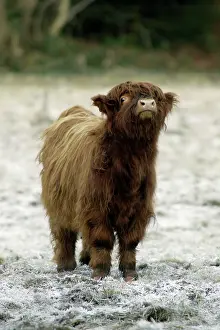 Inquisitive: Highland Cow - Calf being inquisitive
