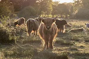 Norfolk: Highland Cow on grazing marsh at sunset - Norfolk