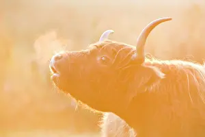 Breath: Highland Cow - misted breath at sunset