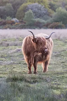 270919: Highland Cow on Norfolk grazing marsh - Norfolk