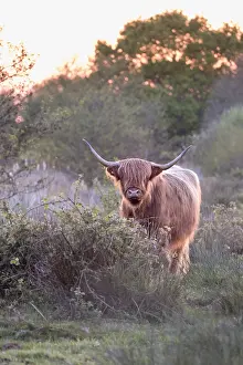 270919: Highland Cow on Norfolk grazing marsh - Norfolk