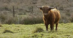 Foreign: Highland cow in the Normandy Manche France