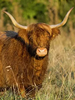 Taurus: Highland Cow, portrait of animal showing large horns
