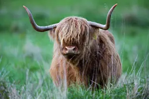 Taurus: Highland Cow, portrait of bull showing large horns