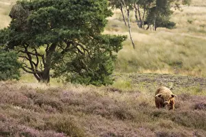 Heaths: Highland Cow Reserve Mookerheyde Netherlands