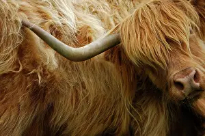 Itched: Highland cow scratching the side with its horn Scotland