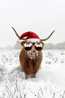 Pudding: Highland Cow, standing in snow-covered heathland