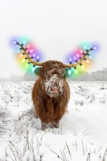 040718: Highland Cow, standing in snow-covered heathland