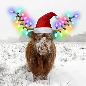040718: Highland Cow, standing in snow-covered heathland