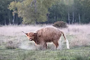 Urinating: Highland Cow urinating on Norfolk grazing marsh