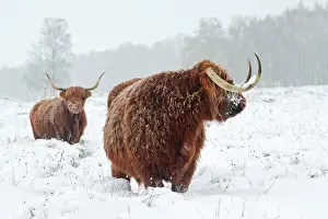 Witte: Zebu