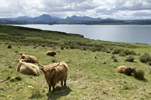 Heaths: Highland Cows at Loch Gairloch Highland Scotland