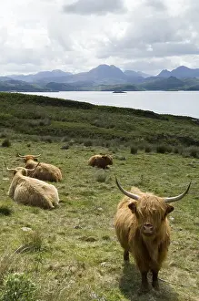 Heaths: Highland Cows at Loch Gairloch Highland Scotland