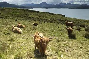 Heaths: Highland Cows at Loch Gairloch Highland Scotland