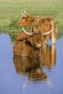 Taurus: Two Highland cows, Scottish breed of rustic cattle