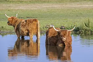Taurus: Two Highland cows, Scottish breed of rustic cattle