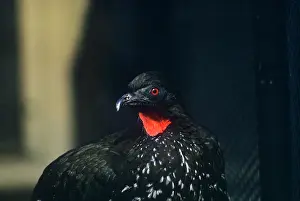 Roberta Gooders: HIGHLAND GUAN