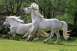 Trotting: Highland Ponies - trotting