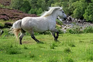 Trotting: Highland Pony - trotting