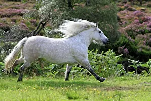 Trotting: Highland Pony - trotting