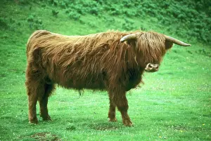 Mull: Highland Steer, Island of Mull, Inner Hebrides