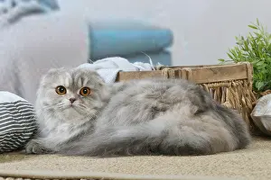 Highlander: Highlander cat indoors
