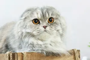 Highlander: Highlander cat indoors