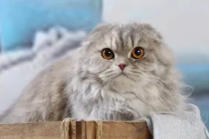 Highlander: Highlander cat indoors
