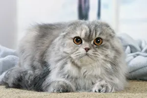 Highlander: Highlander cat indoors