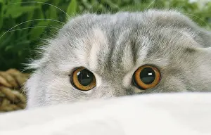 Highlander: Highlander cat indoors