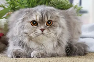 Highlander: Highlander cat indoors