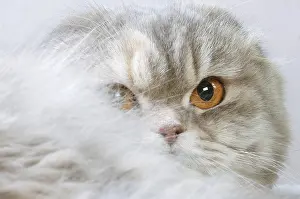 Highlander: Highlander cat indoors