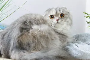Highlander: Highlander cat indoors