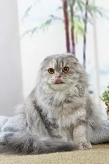 Highlander: Highlander cat indoors
