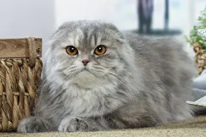 Highlander: Highlander cat indoors