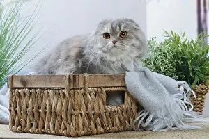 Highlander: Highlander cat indoors