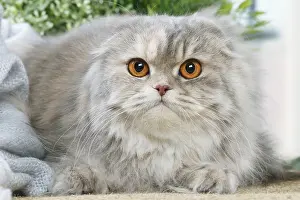 Highlander: Highlander cat indoors