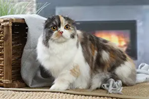 Highlander: Highlander cat indoors