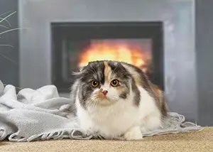 Highlander: Highlander cat indoors
