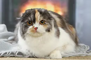 Highlander: Highlander cat indoors