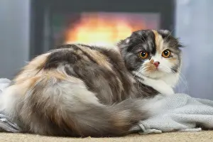 Highlander: Highlander cat indoors