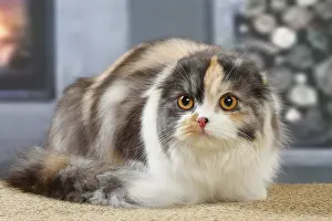 Highlander: Highlander cat indoors