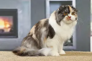 Highlander: Highlander cat indoors