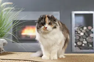 Highlander: Highlander cat indoors