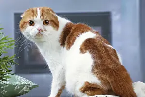 Highlander: Highlander cat indoors