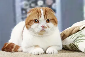 Highlander: Highlander cat indoors